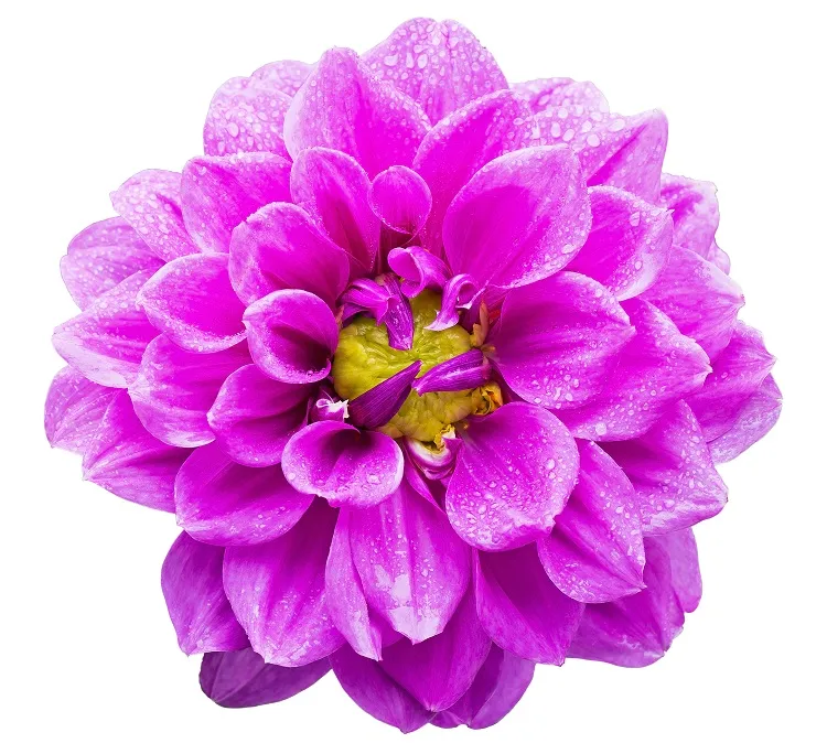 Flowers 130