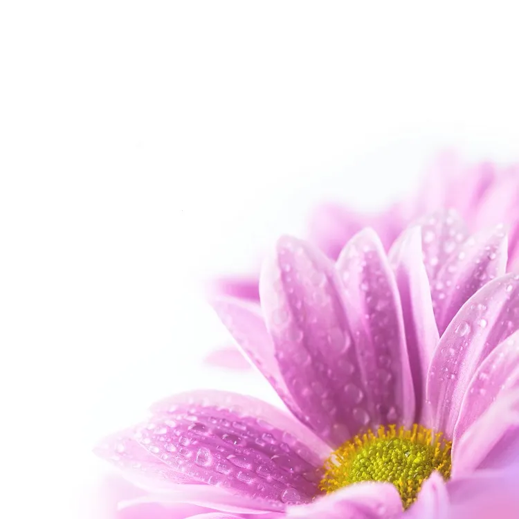 Flowers 139