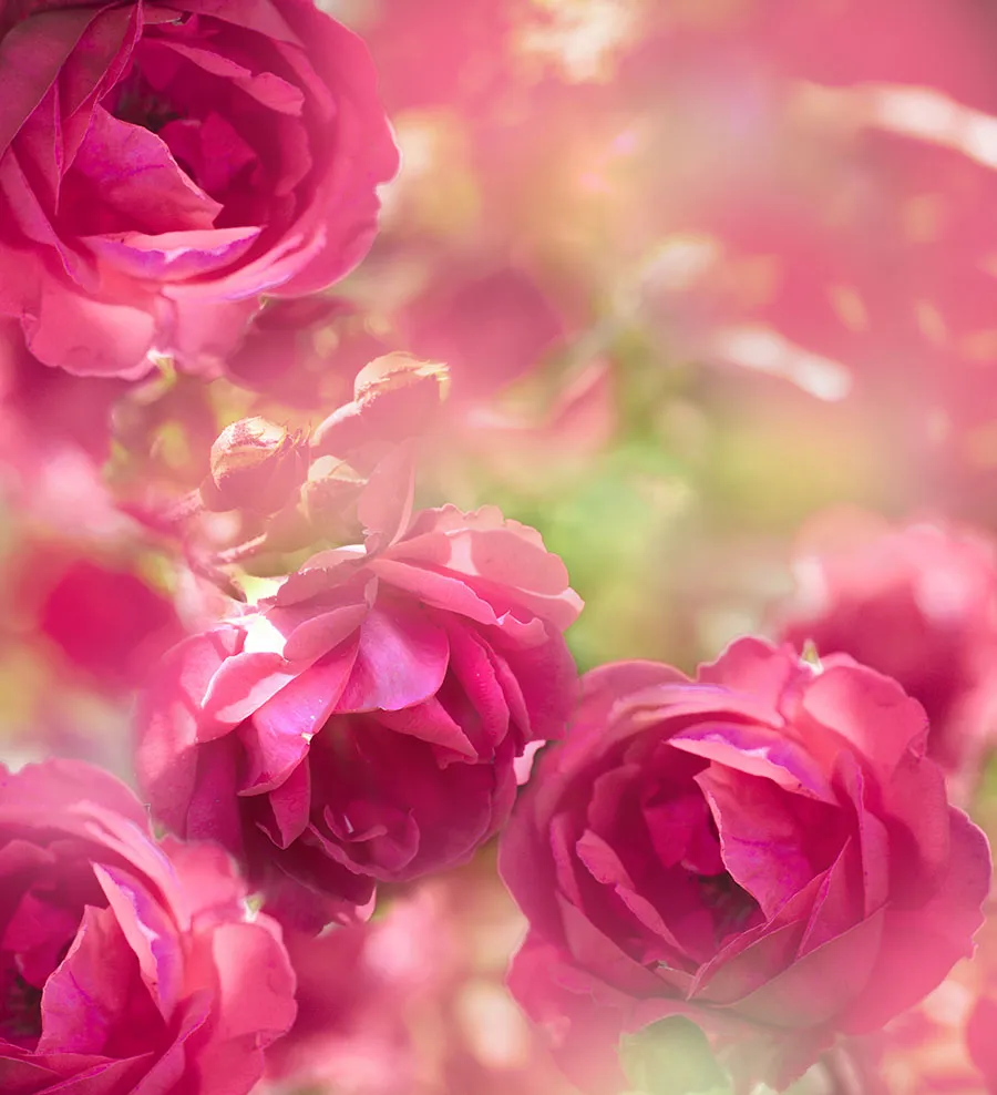 Flowers 577