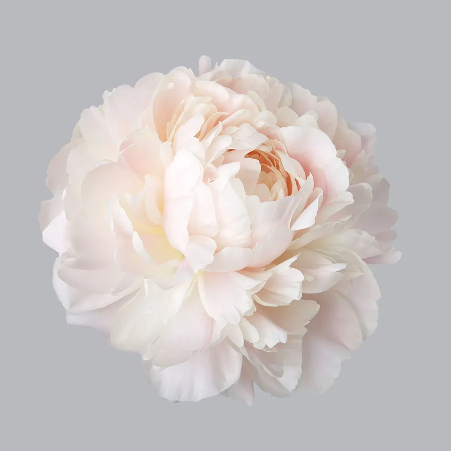 Flowers 581