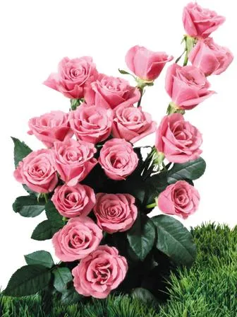 Flowers 118