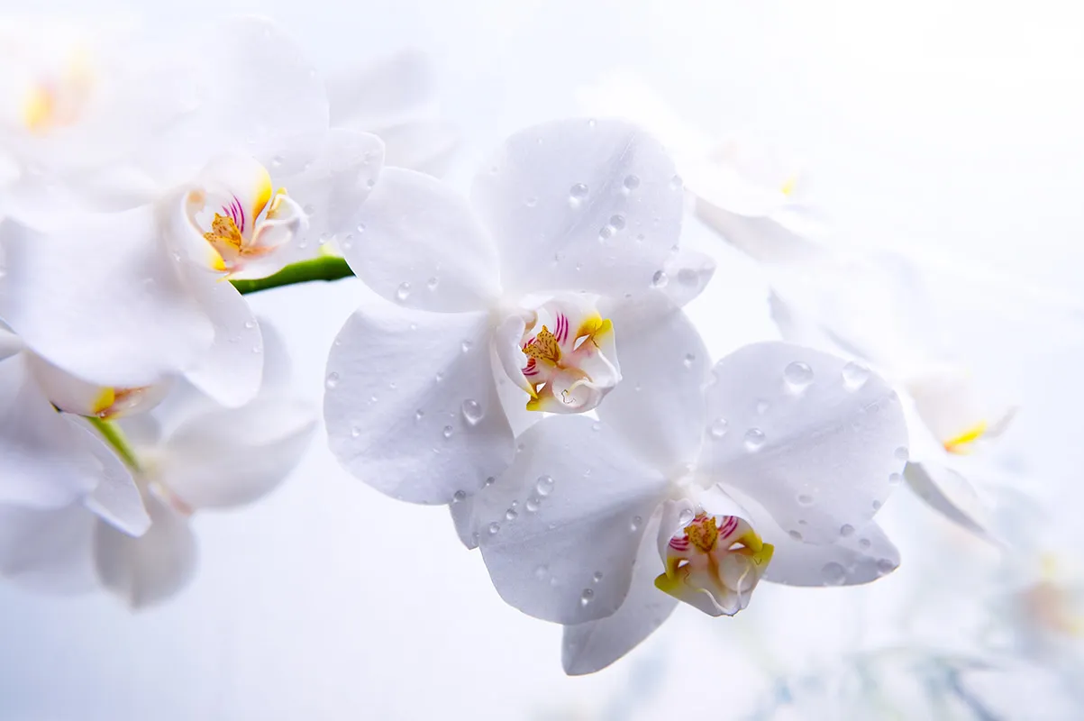 Flowers 346