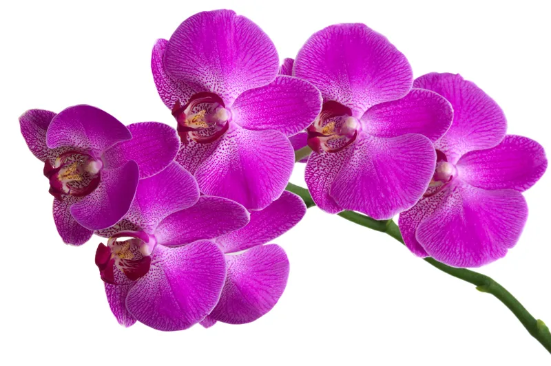 Flowers 044