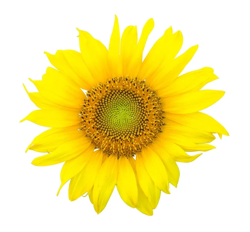 Flowers 134