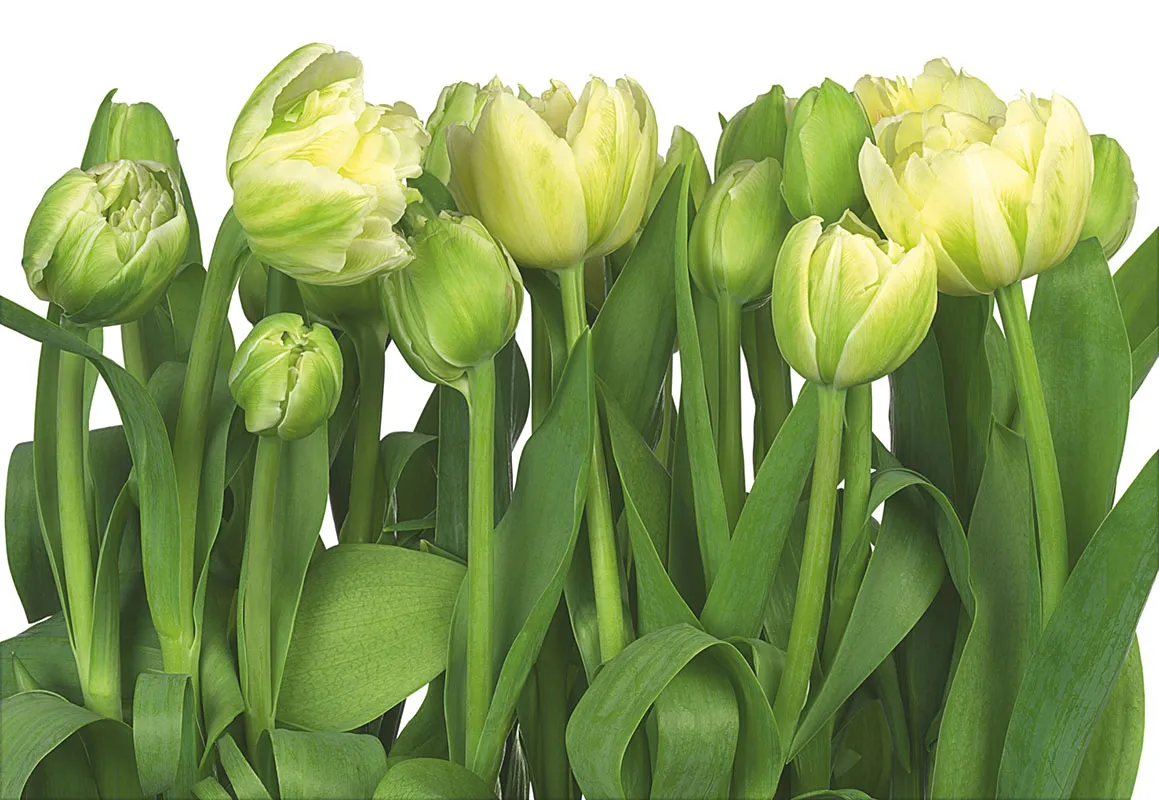 Flowers 423
