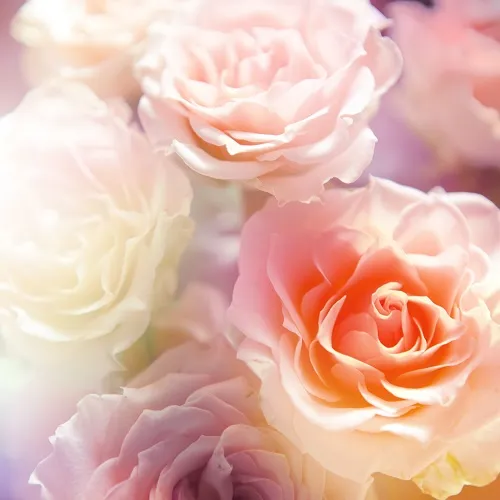 Flowers 261