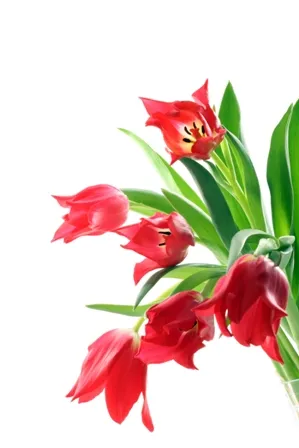 Flowers 181