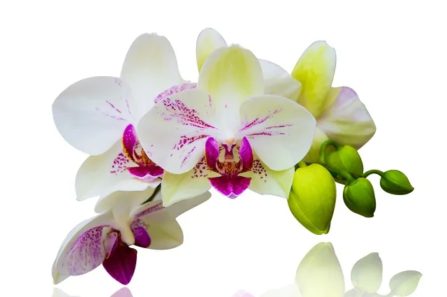 Flowers 338