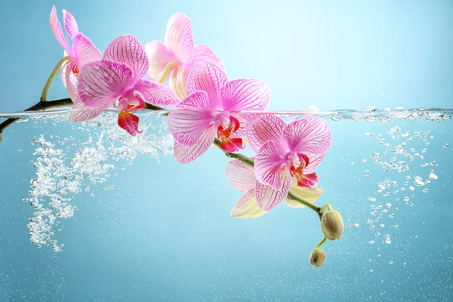 Flowers 472
