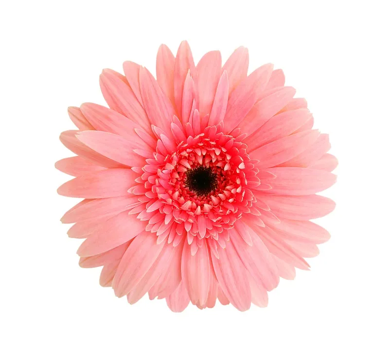 Flowers 126