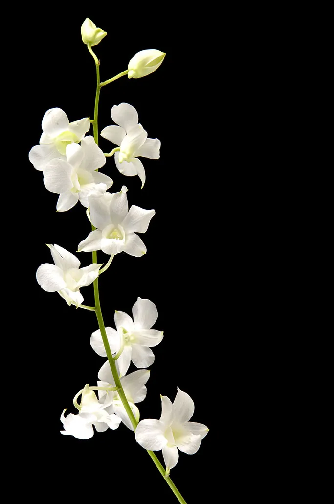 Flowers 517