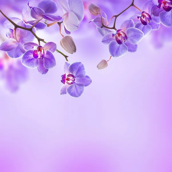 Flowers 048