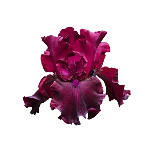 Flowers 121