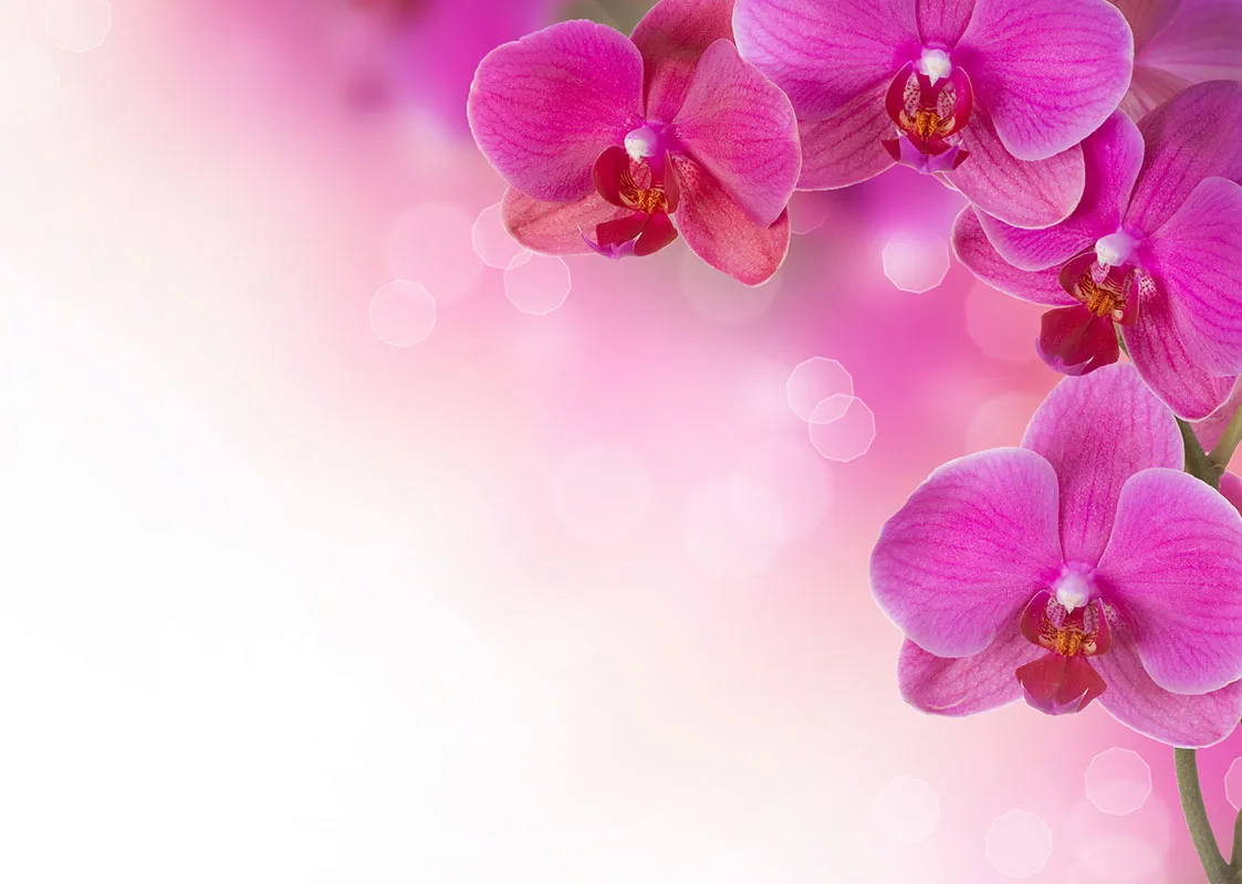 Flowers 345