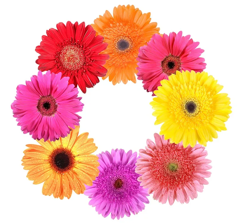 Flowers 208