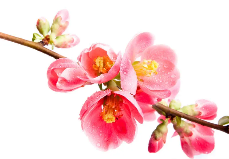 Flowers 236
