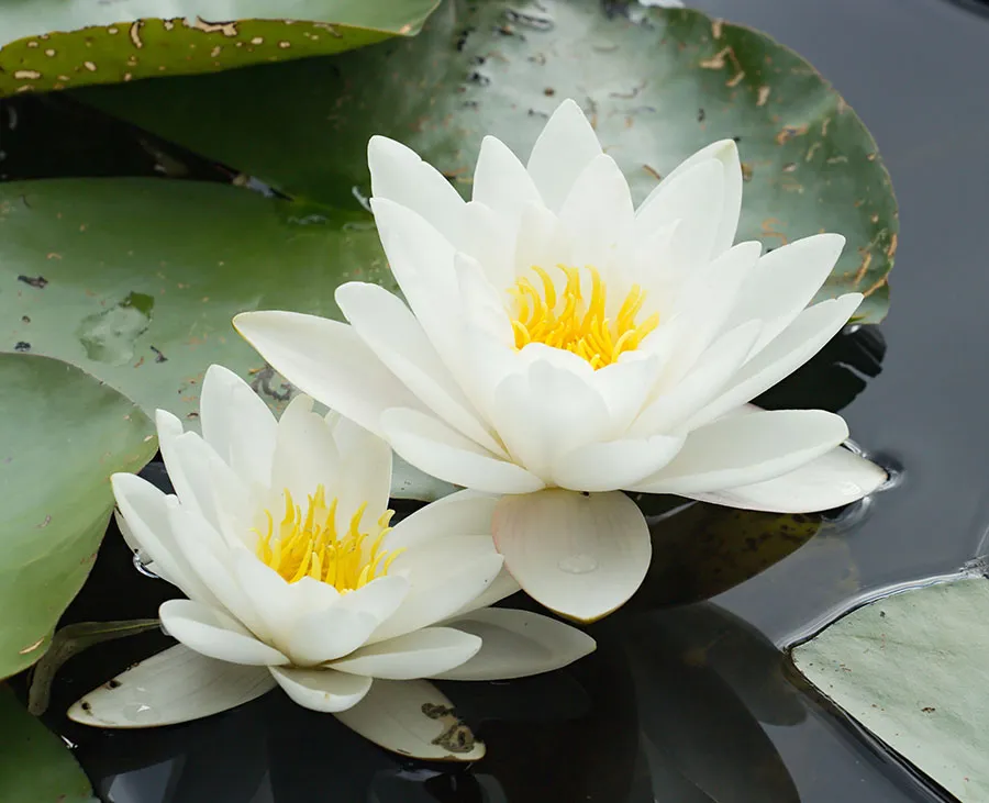 Flowers 565