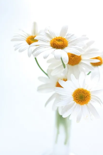 Flowers 284