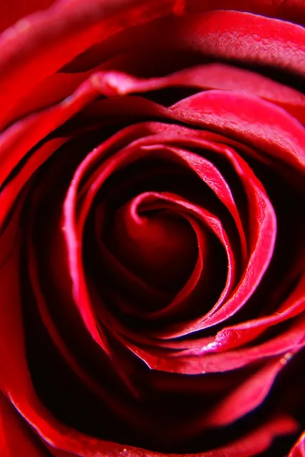Flowers 274