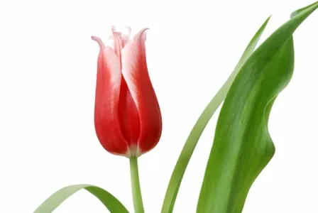 Flowers 180