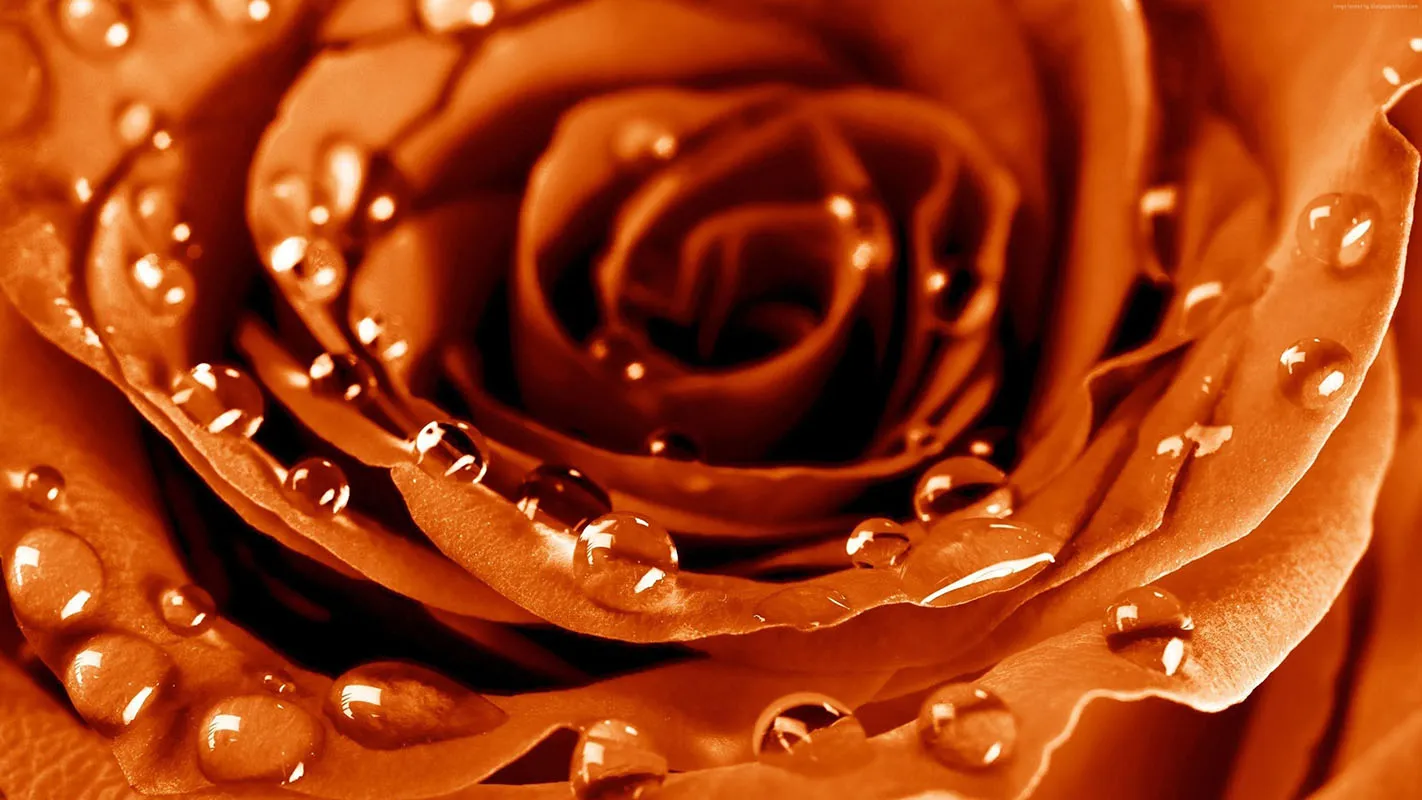Flowers 398