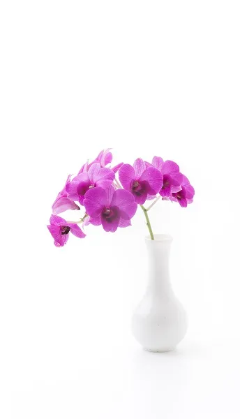Flowers 041