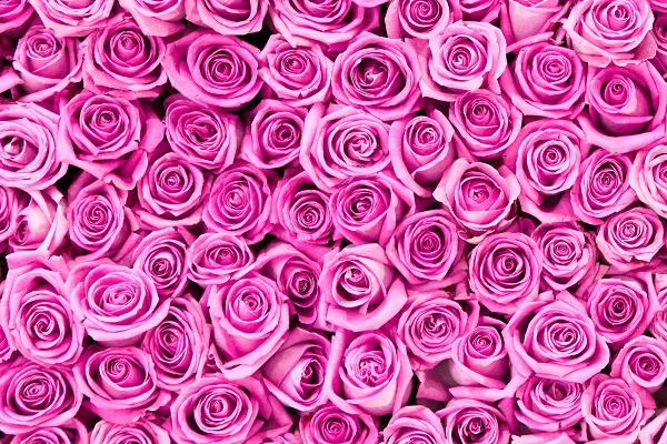 Flowers 114
