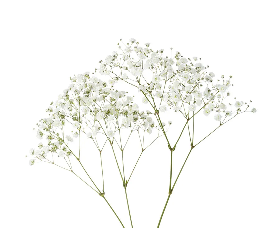 Flowers 590