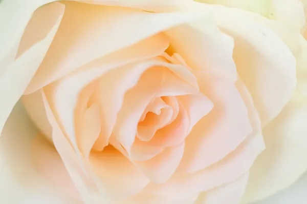Flowers 101