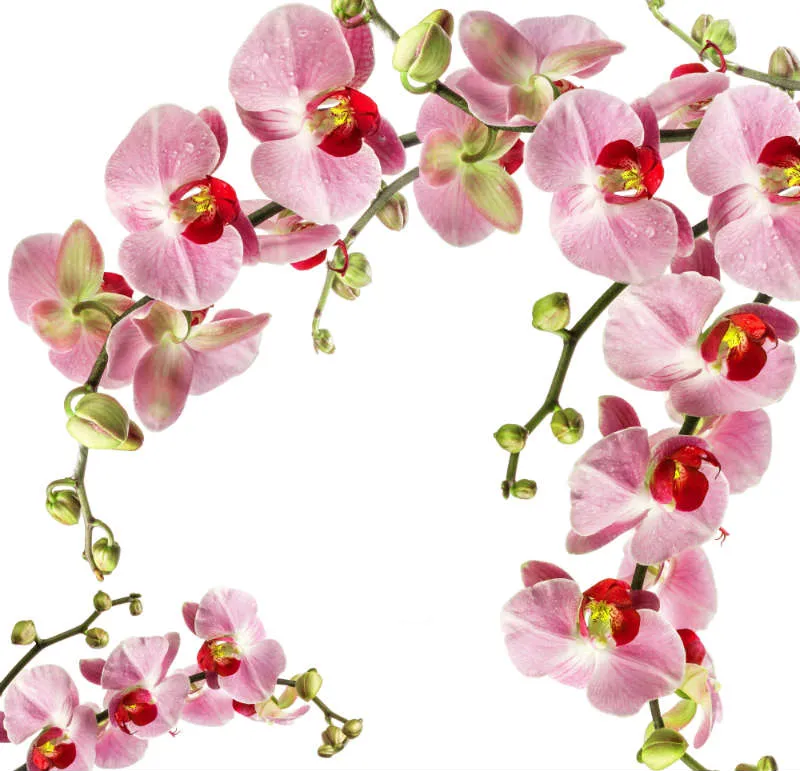 Flowers 028