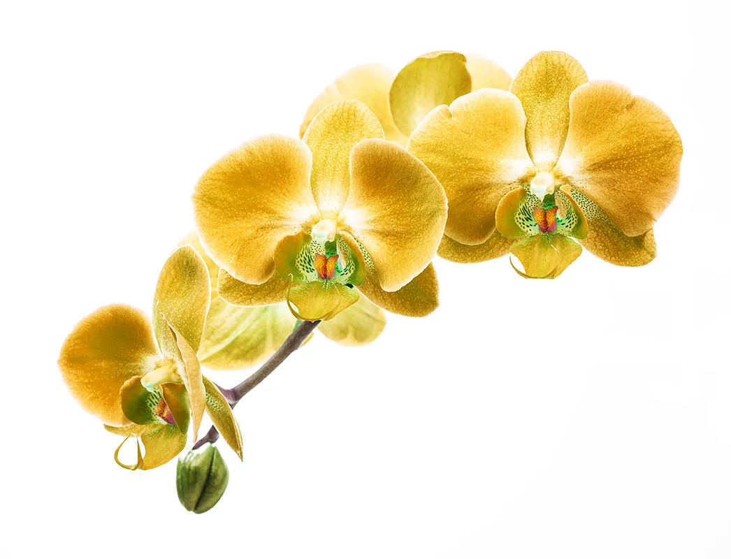 Flowers 307a