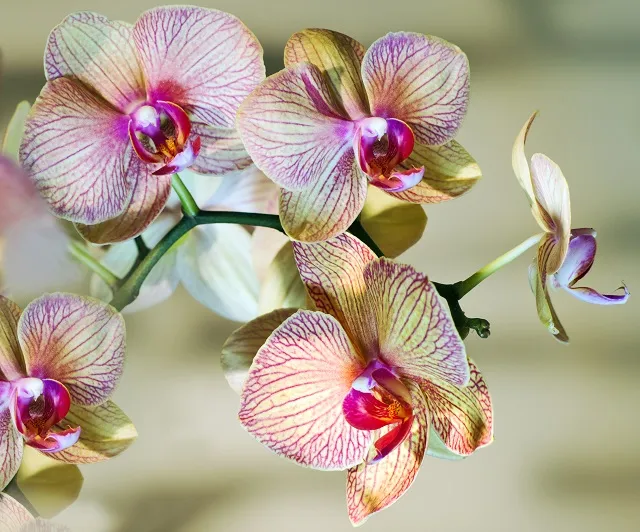 Flowers 302