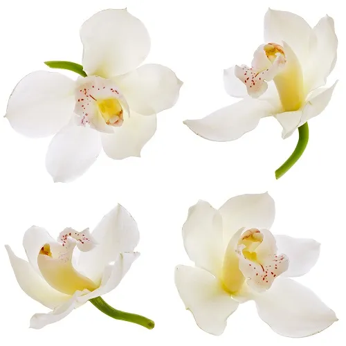 Flowers 037