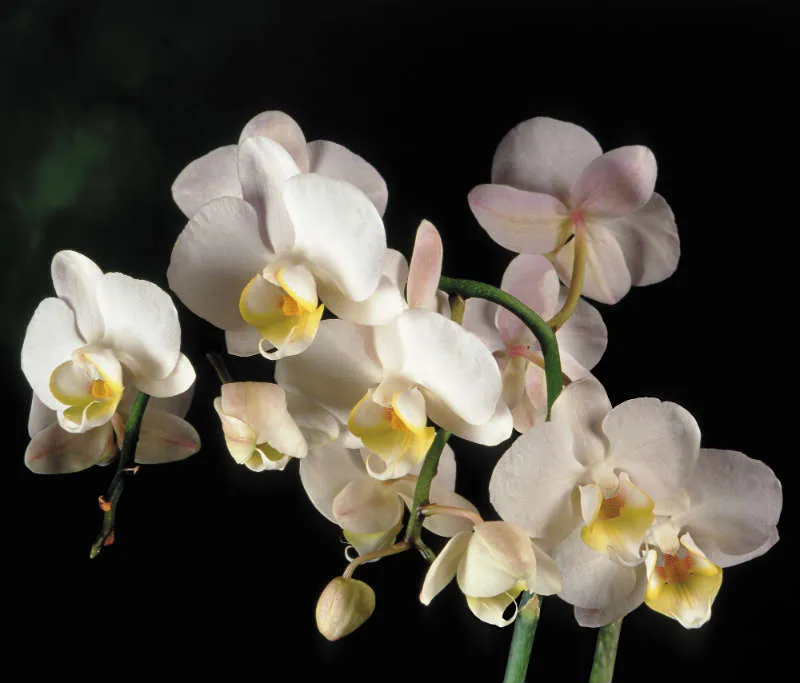 Flowers 071