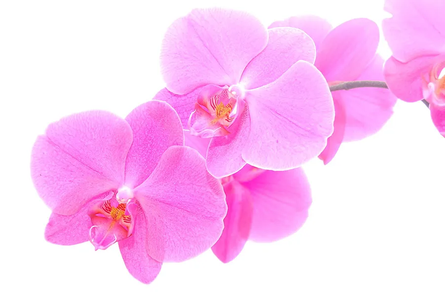 Flowers 489