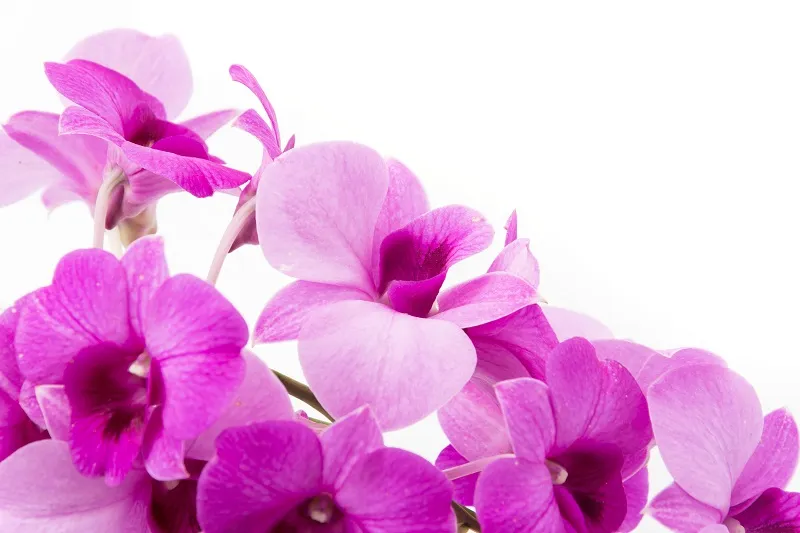Flowers 063