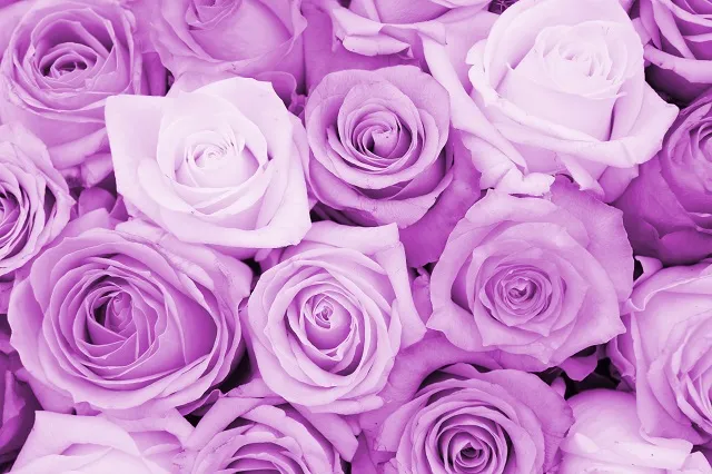 Flowers 113
