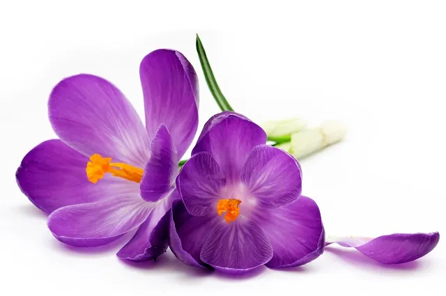 Flowers 283