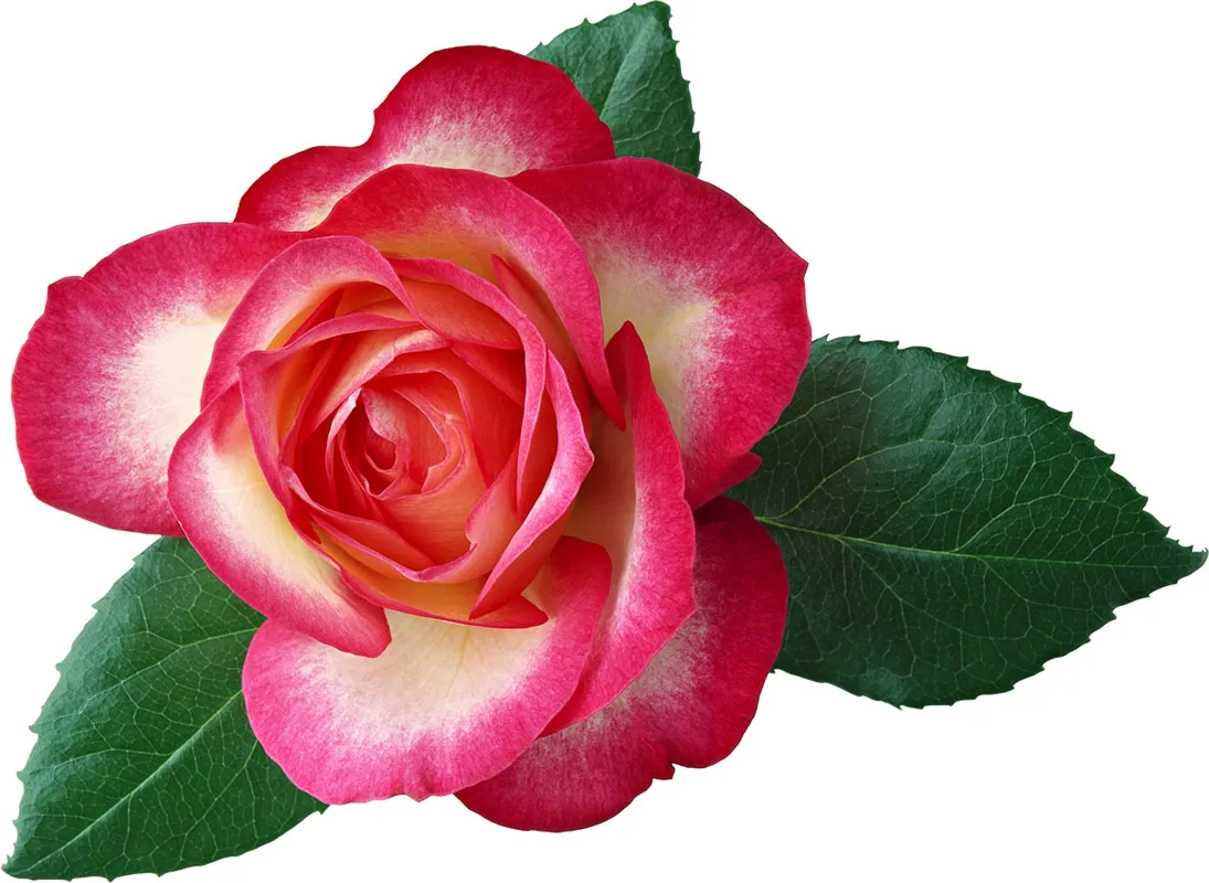 Flowers 424