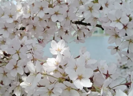Flowers 251