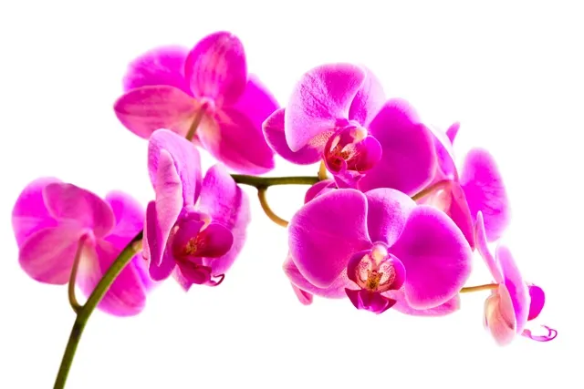 Flowers 033