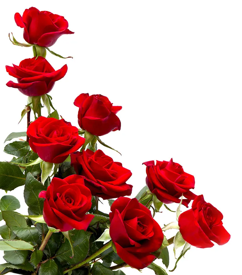 Flowers 426