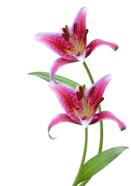 Flowers 268