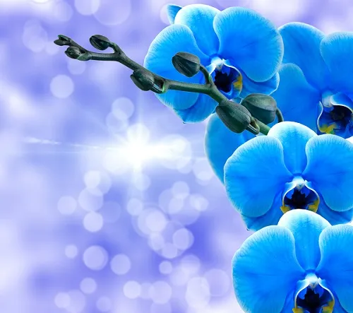 Flowers 046