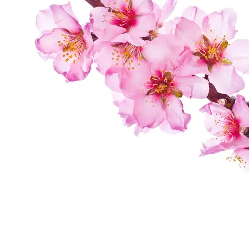 Flowers 150