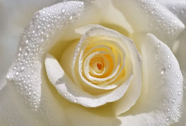 Flowers 102