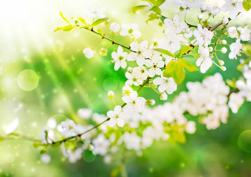 Flowers 367