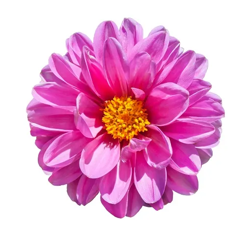 Flowers 122