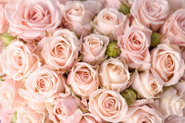 Flowers 333