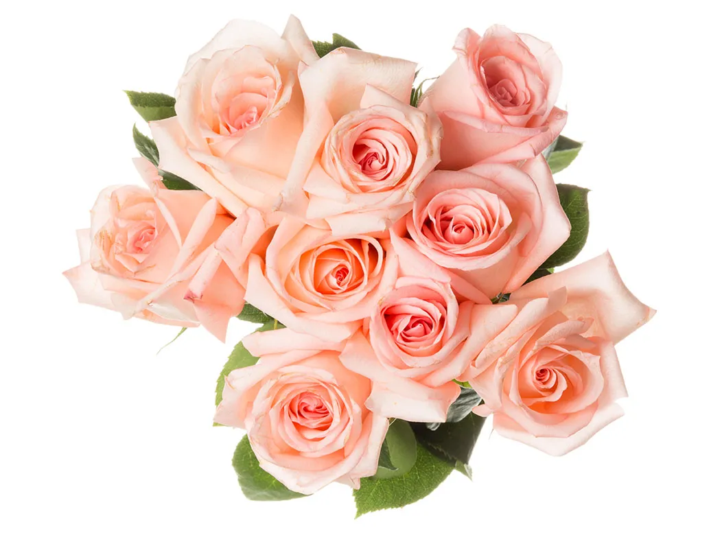 Flowers 527